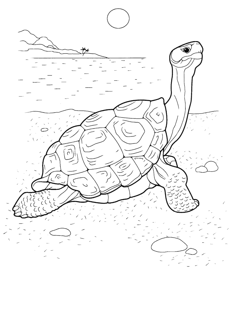 Coloriage  Tortue sur le front de mer