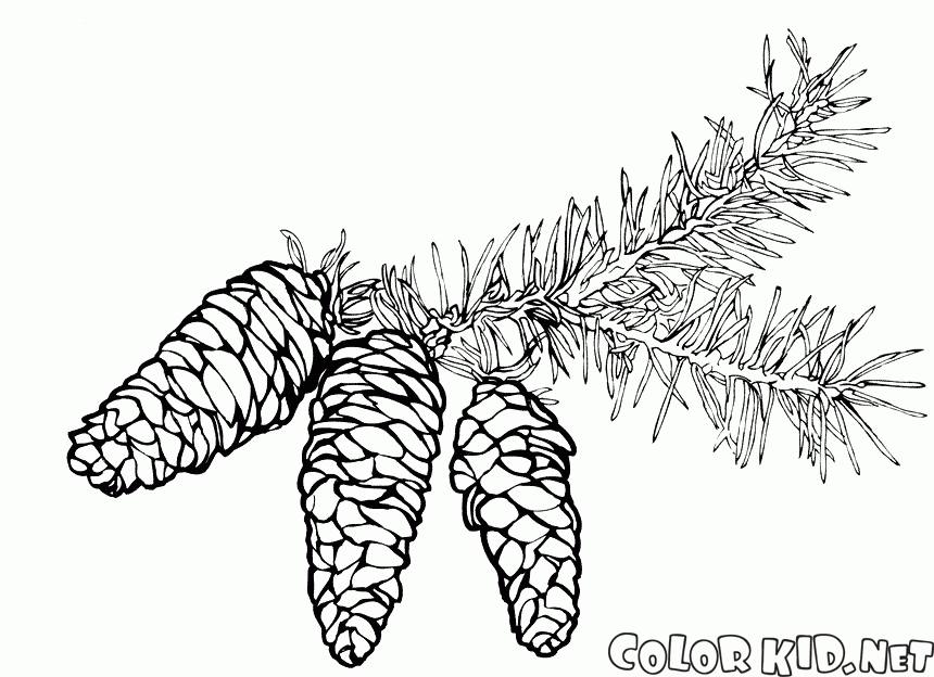 Pomme De Pin Coloriage