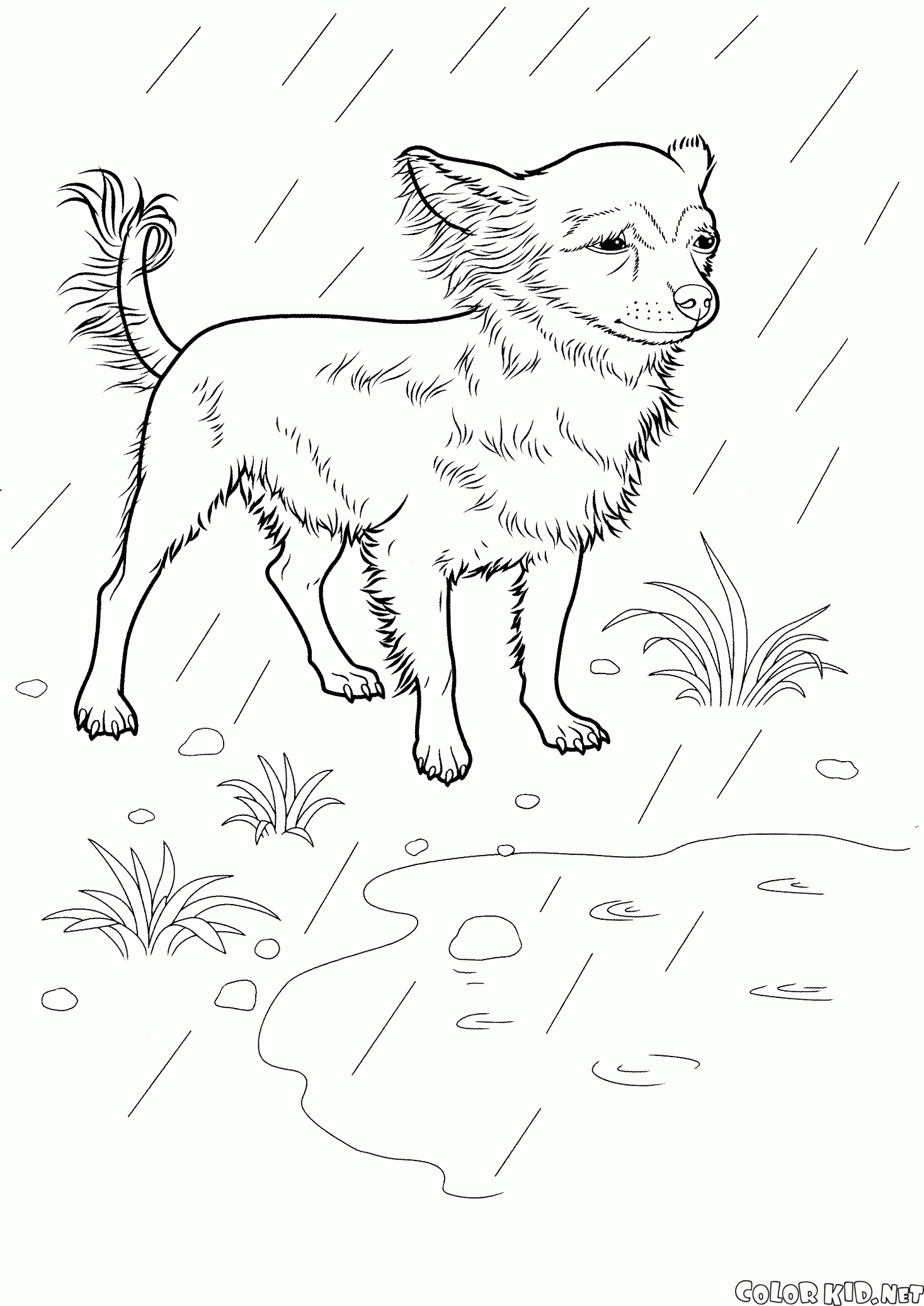 Coloriage Chiwawa A Imprimer