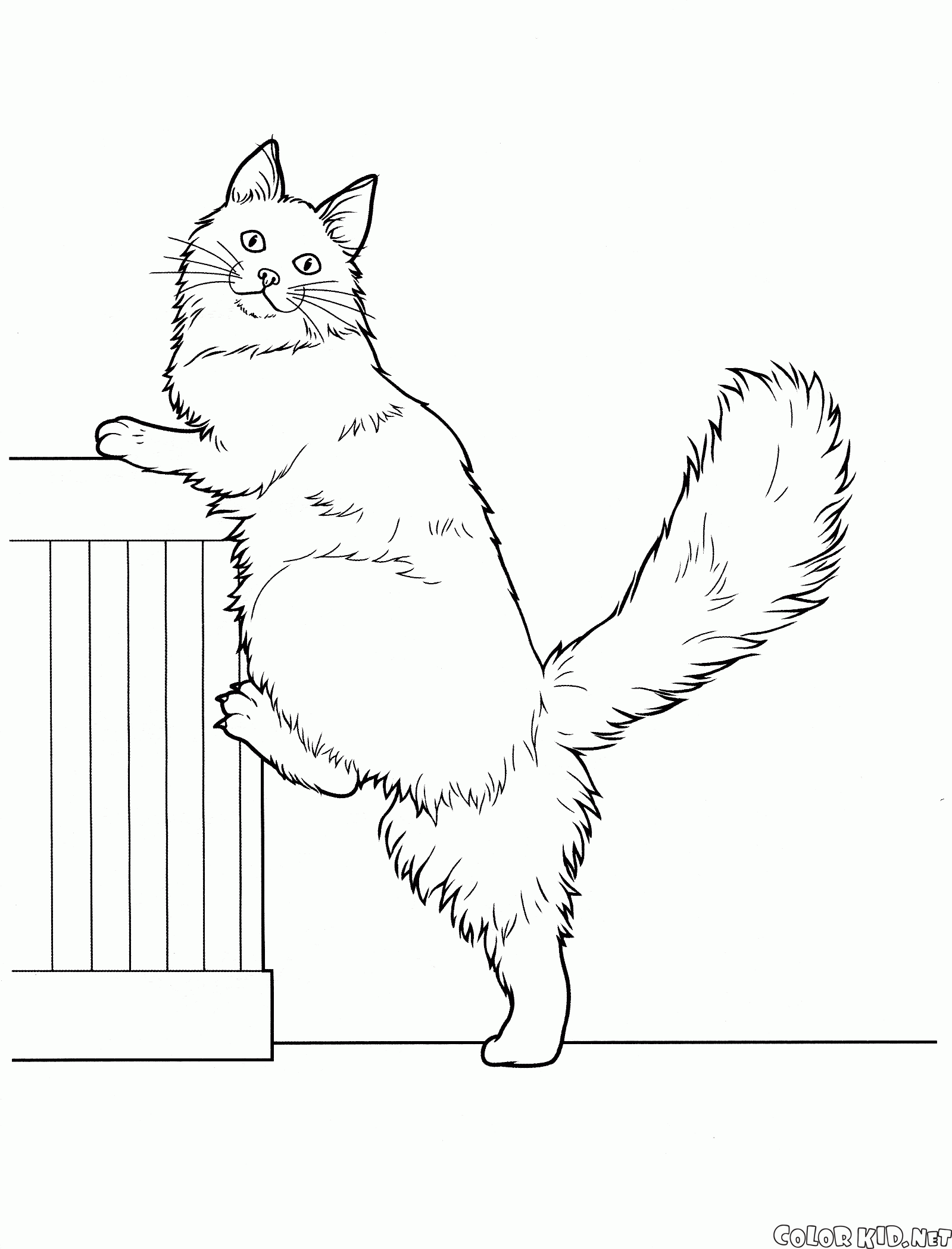 Coloriage Chats Maine Coon