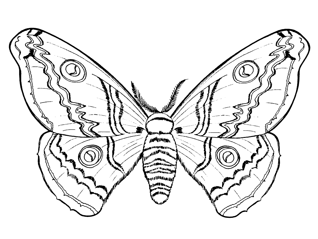 Coloriage  Papillon à lautomne