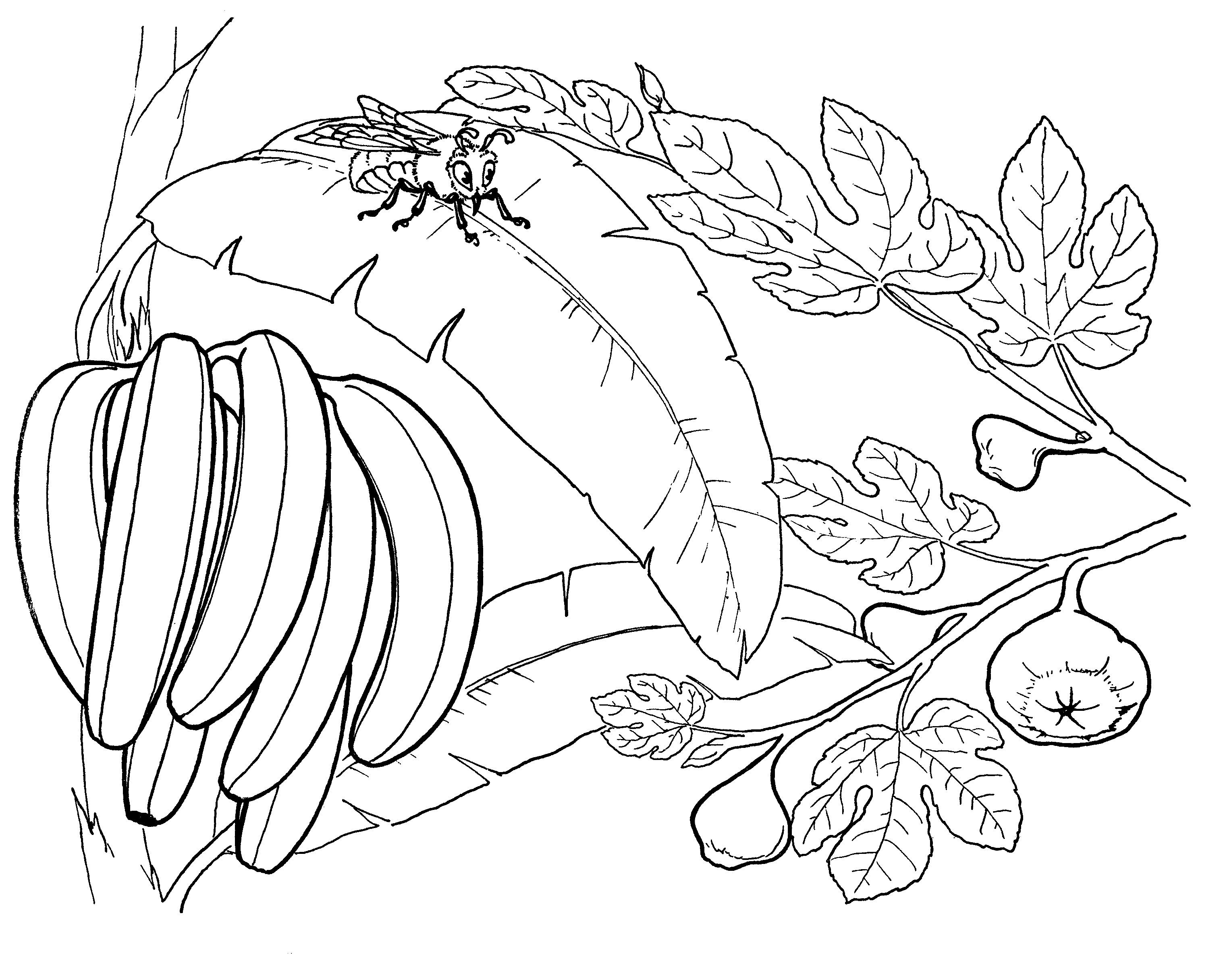 Coloriage Figues et la banane