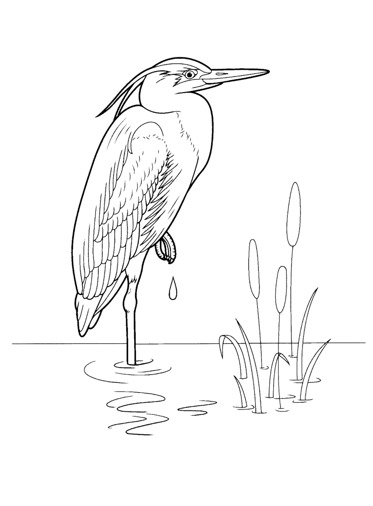 Coloriage - Heron