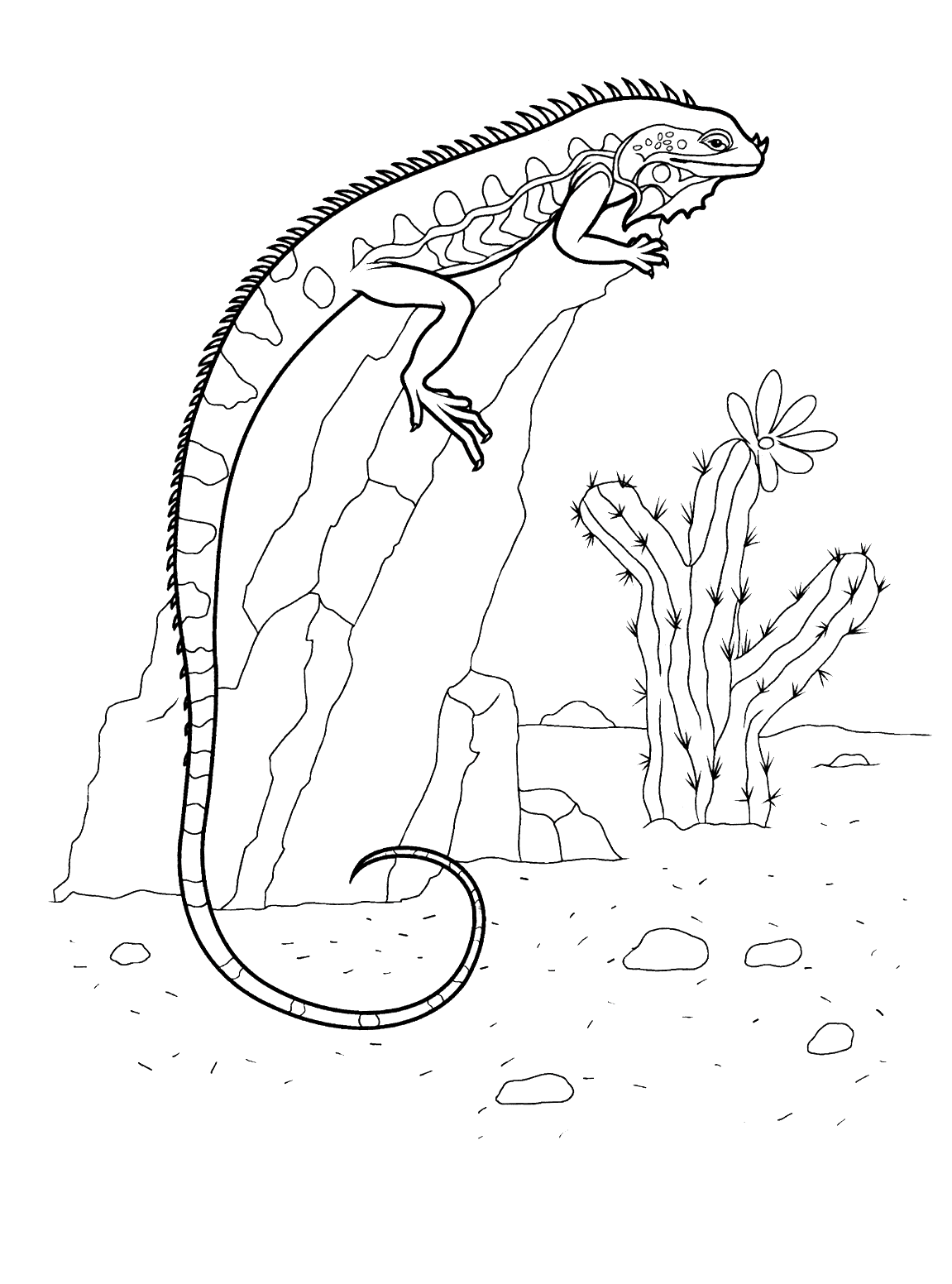 Coloriage - Iguane sur un rocher