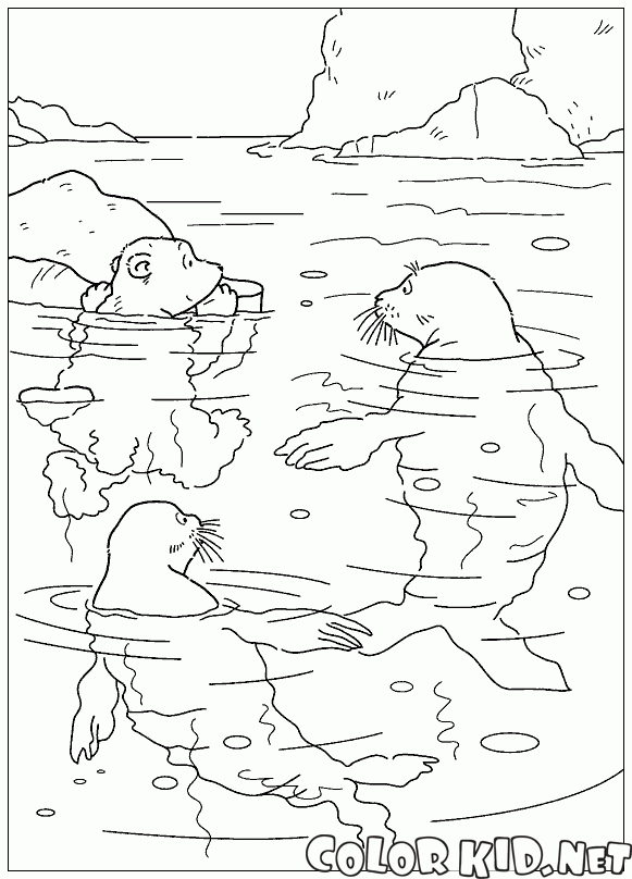 Lars et les phoques