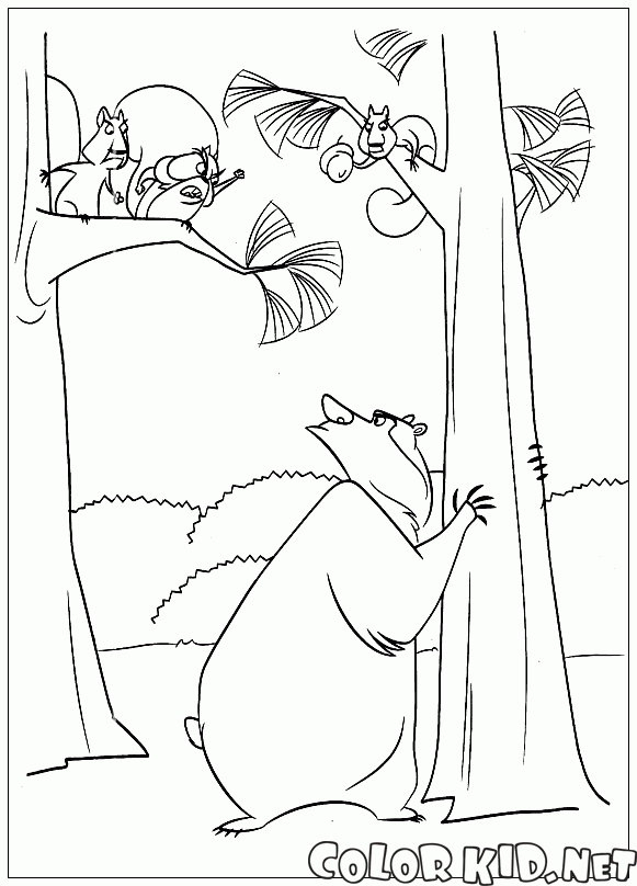 Les pins de Écureuils