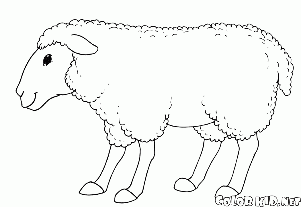 Moutons Sourire
