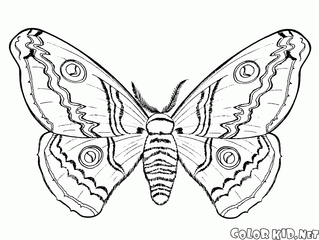 Papillon à lautomne
