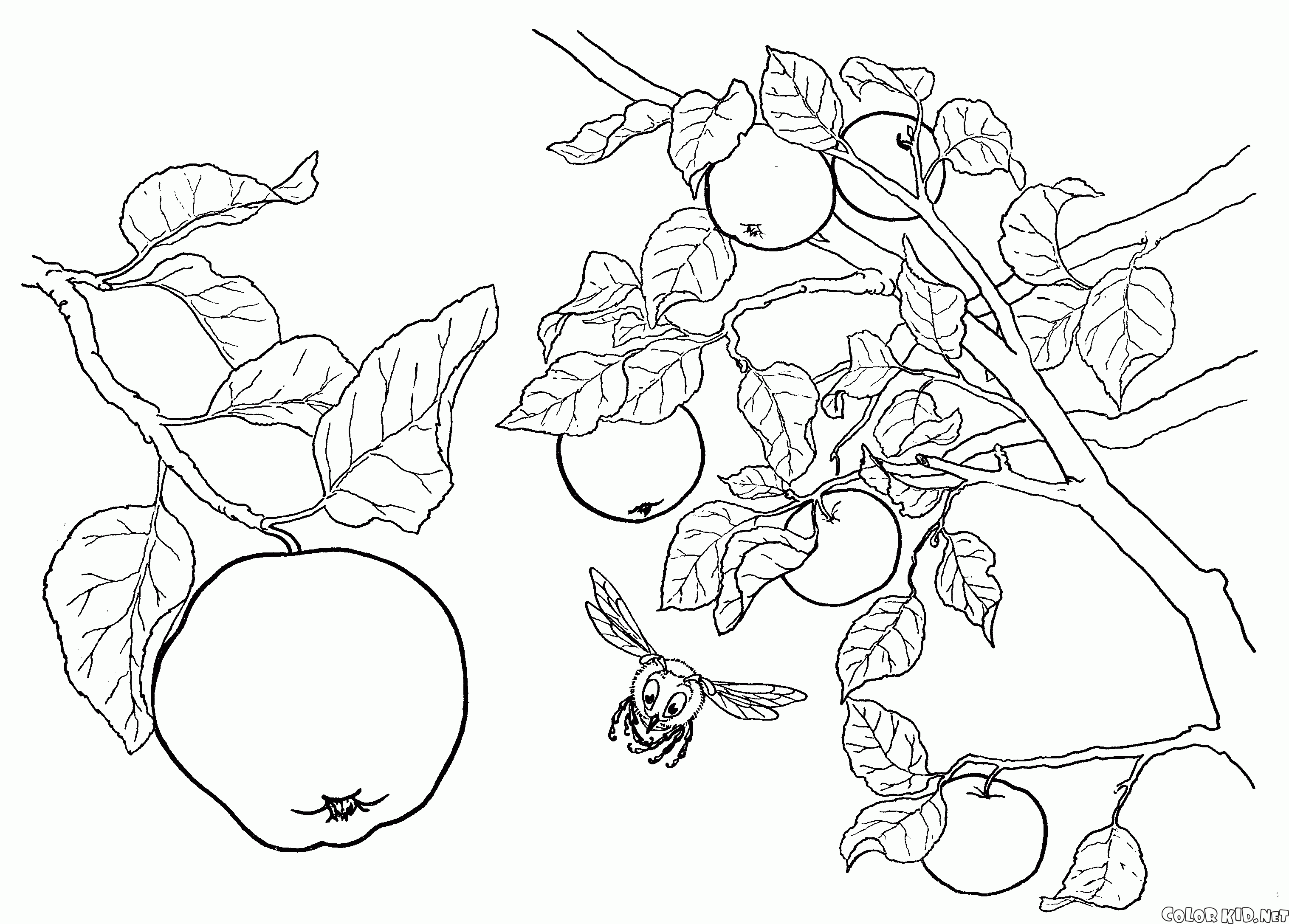 Apple tree fruits