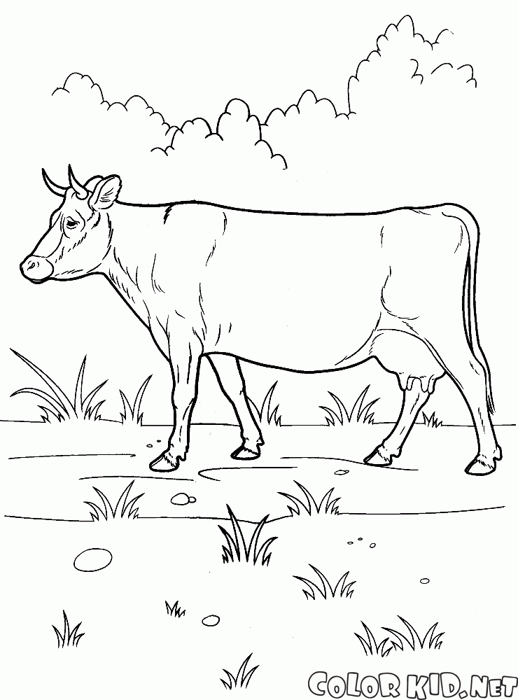 Coloriage Vache