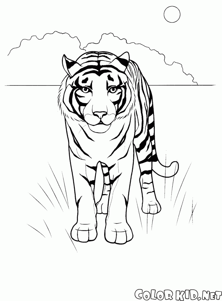 Tiger dans le désert