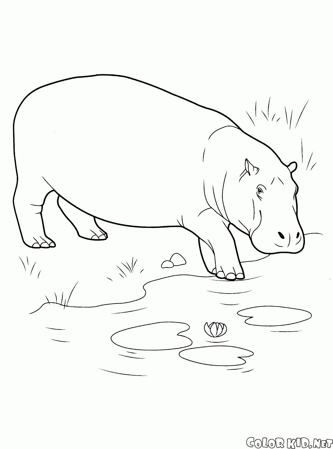 Hippo va dans le corps de leau