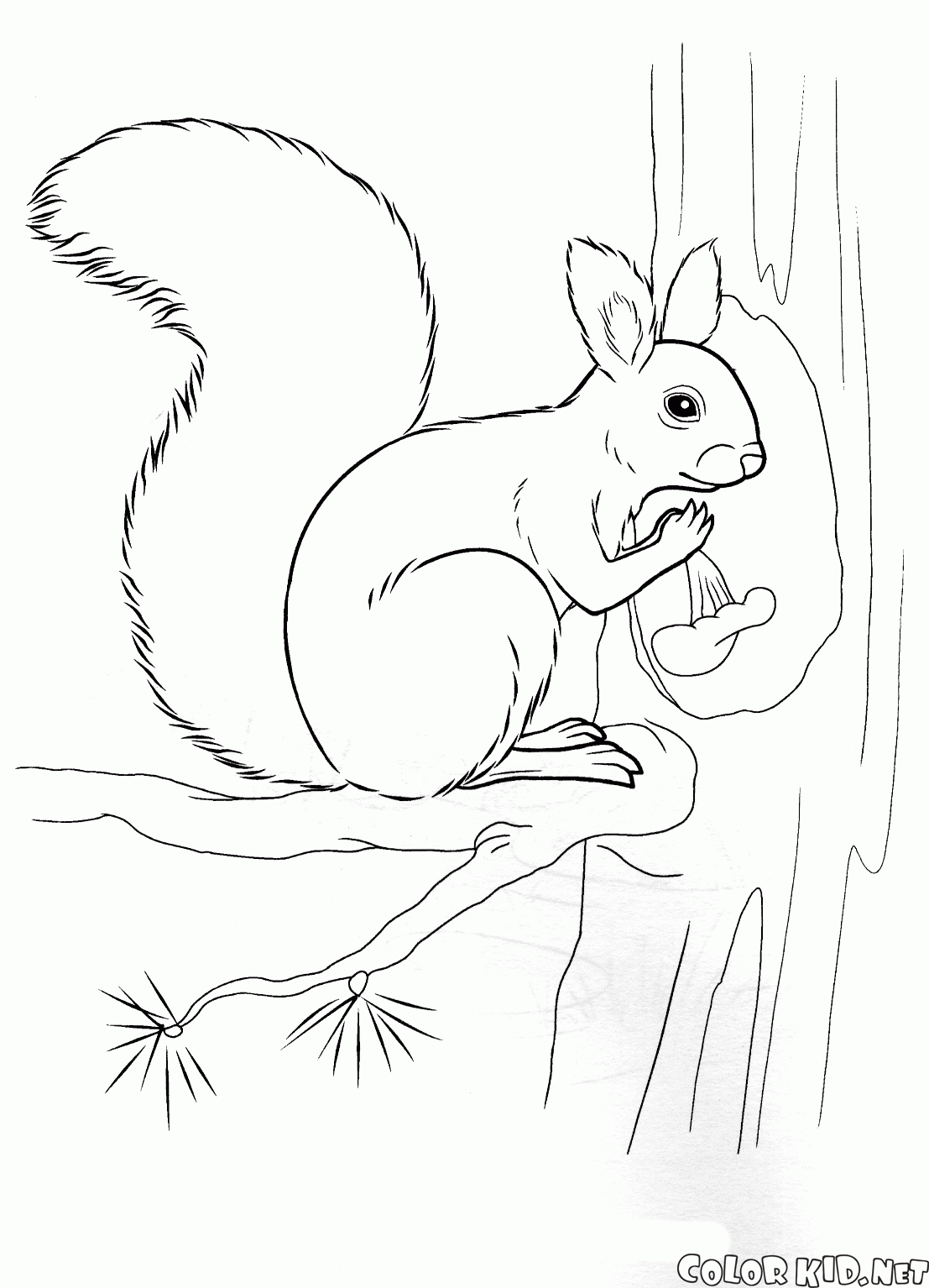 Squirrel tenant un écrou