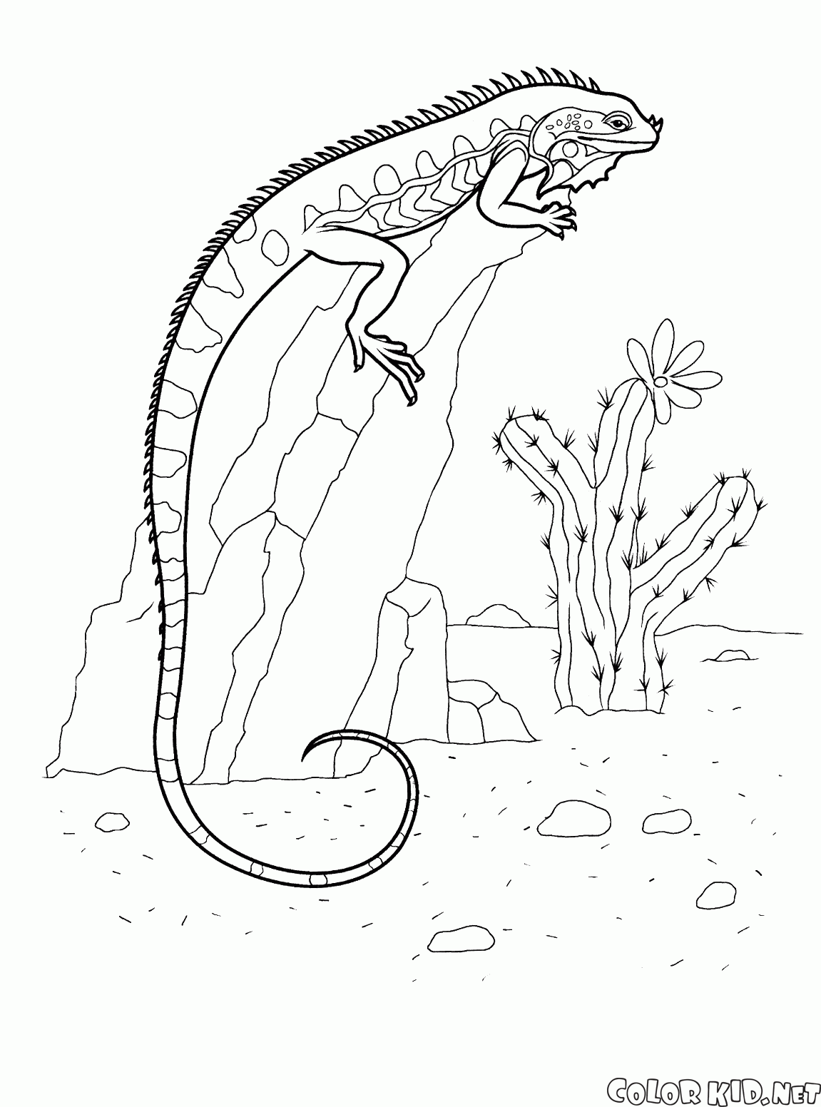 Iguane sur un rocher