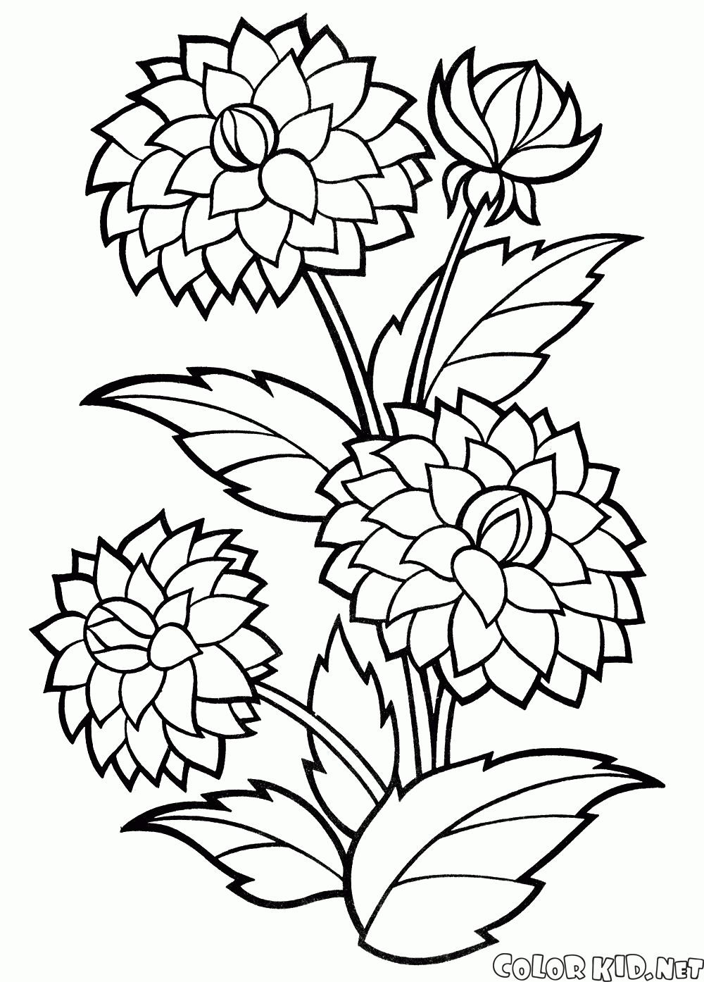 Coloriage - Fleurs