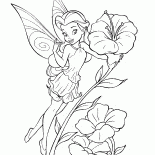 Fairy Garden Rosetta