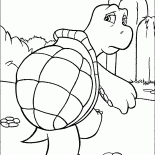 Tortue Reptile