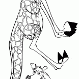Melman est couchait