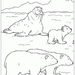 Morse et lours