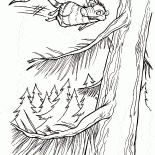 Possum Voler