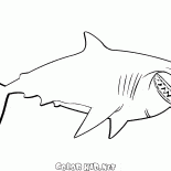Bruce le requin