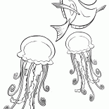 Dori et méduses
