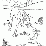 Poulain et terrestres écureuil