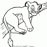 Simba sur larbre