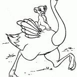 Simba sur une autruche