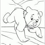 Petit ours