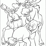 Orignaux et les ours