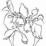 Orignaux ont du plaisir