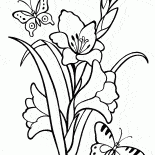 Glaïeul