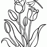 Tulipes
