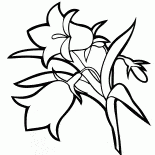 Campanule