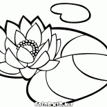 Nénuphar