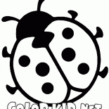 coccinelle
