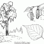 Arbre de bouleau