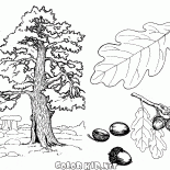 Chêne