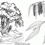 Saule pleureure