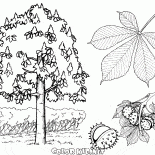Châtaignier