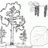 Arbres Aspen