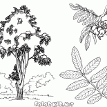 Sorbier