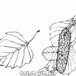 Feuilles de bouleau