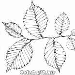 Elm feuillage