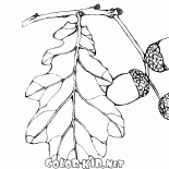 Fruits de chêne