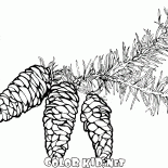 Spruce branches avec cônes