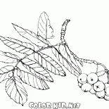 Direction générale de Rowan