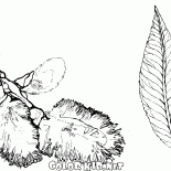 Fruits de saule