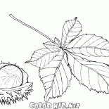 Fruits et feuilles de châtaignier